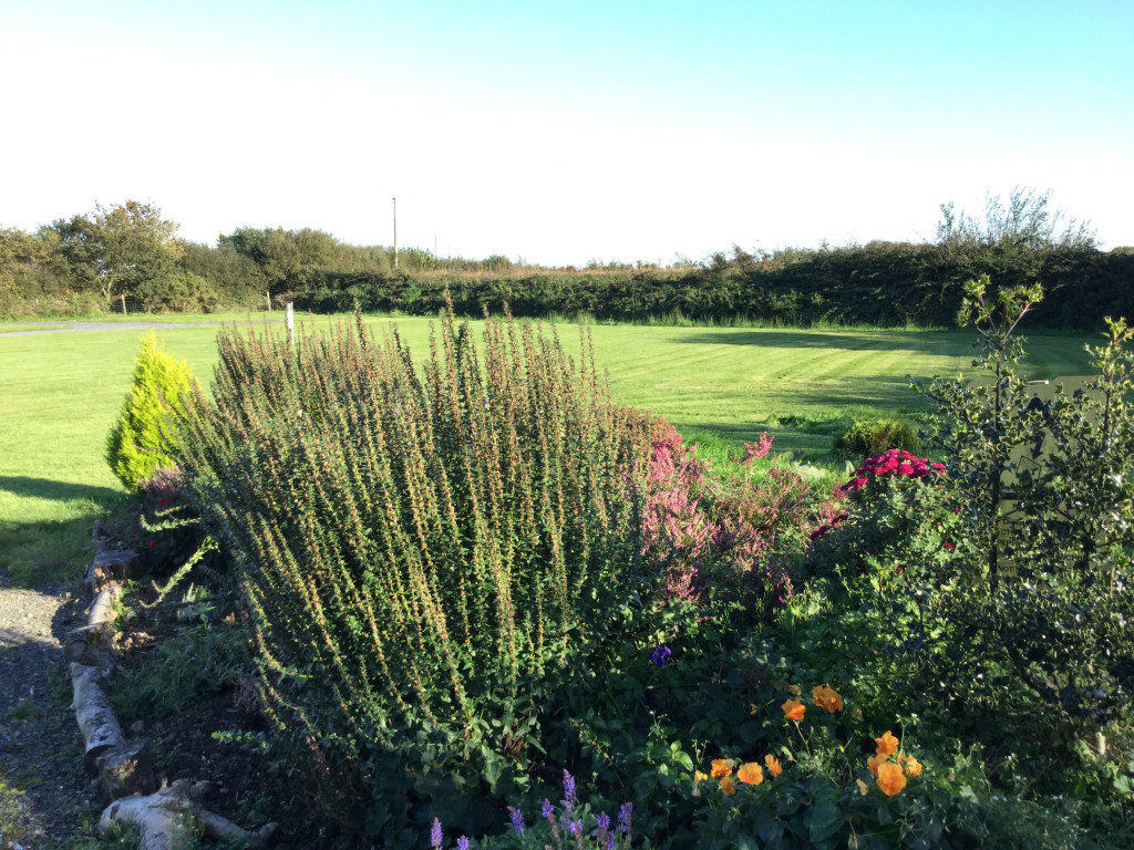 Dog friendly caravan park in Pembrokeshire Hungerford Farm